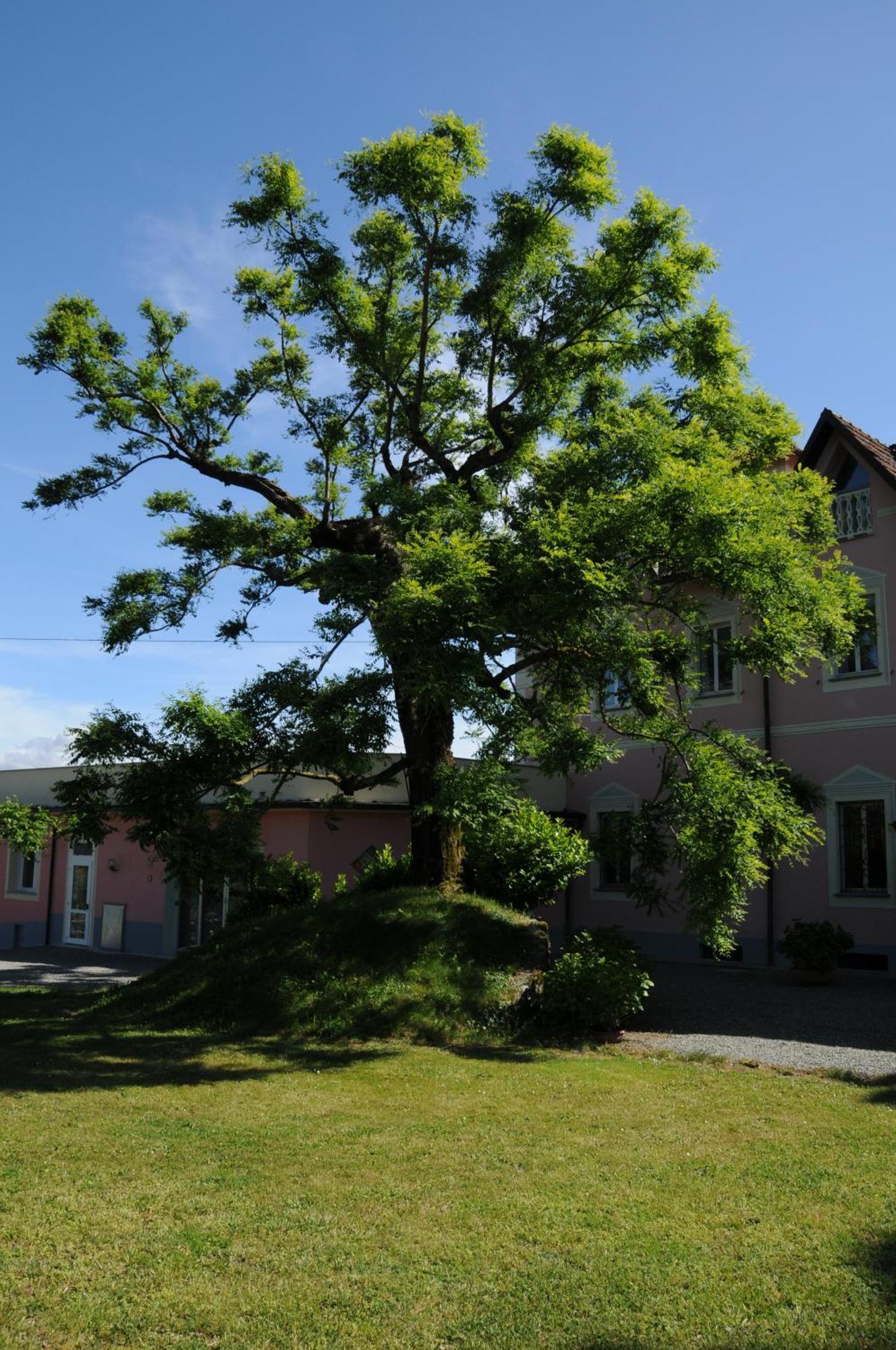 Villa Ester Tagliolo Monferrato エクステリア 写真